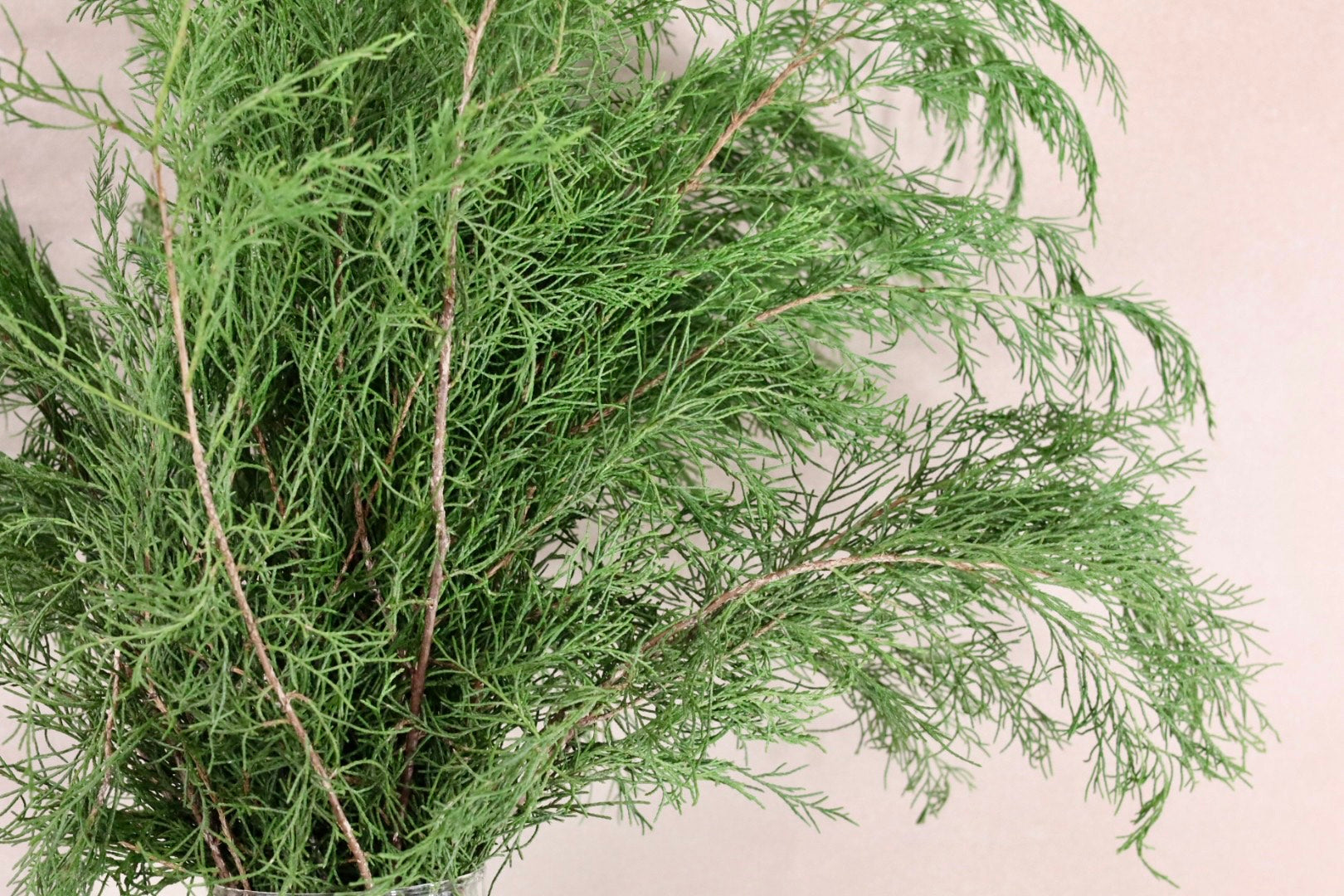 Green Cedar