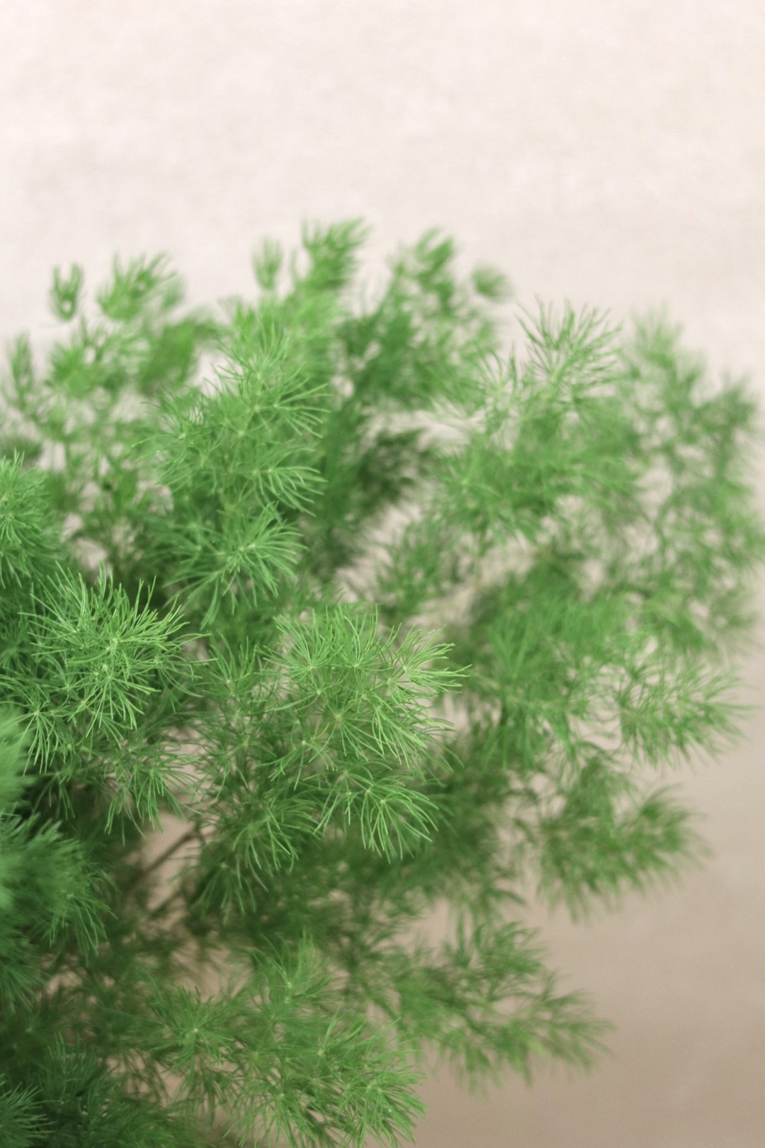 Ming Fern