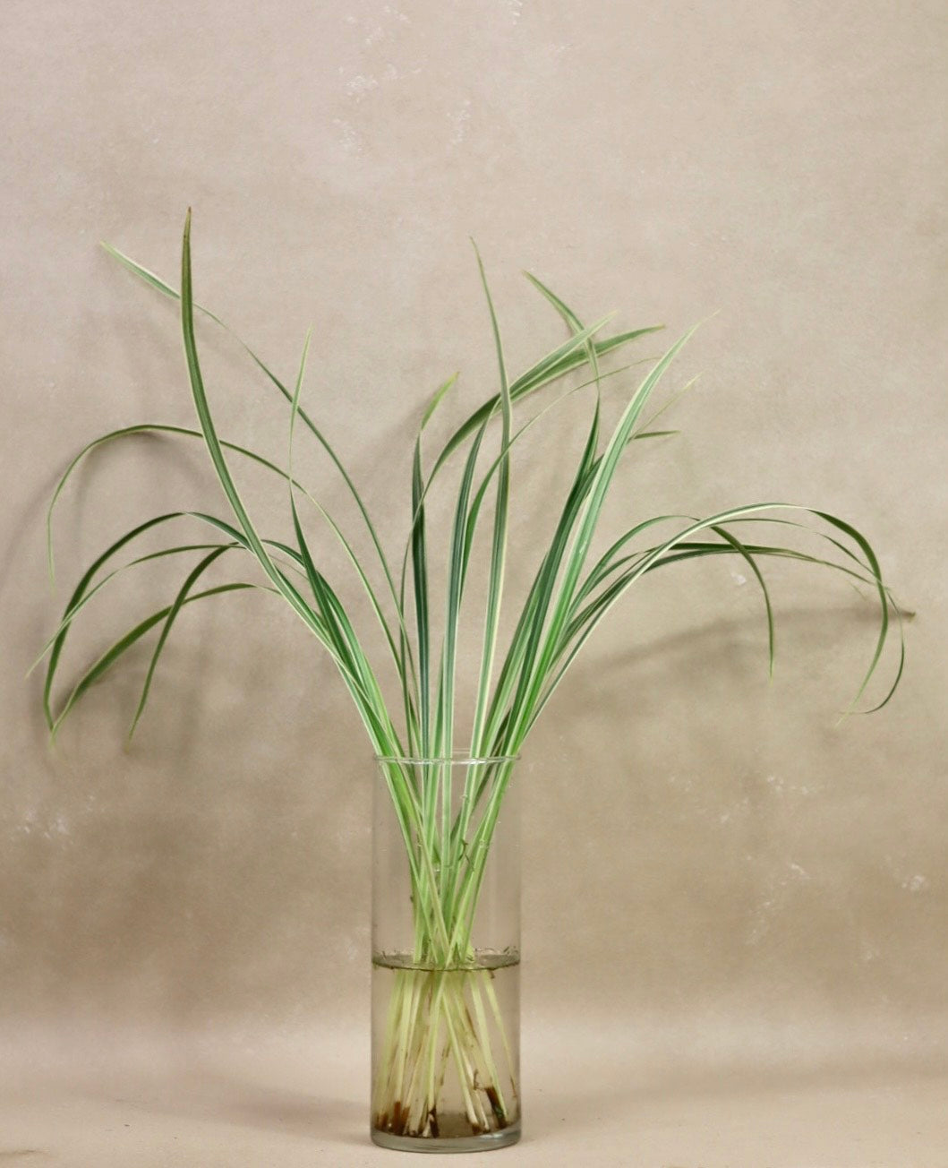 Variegated Lilly Grass