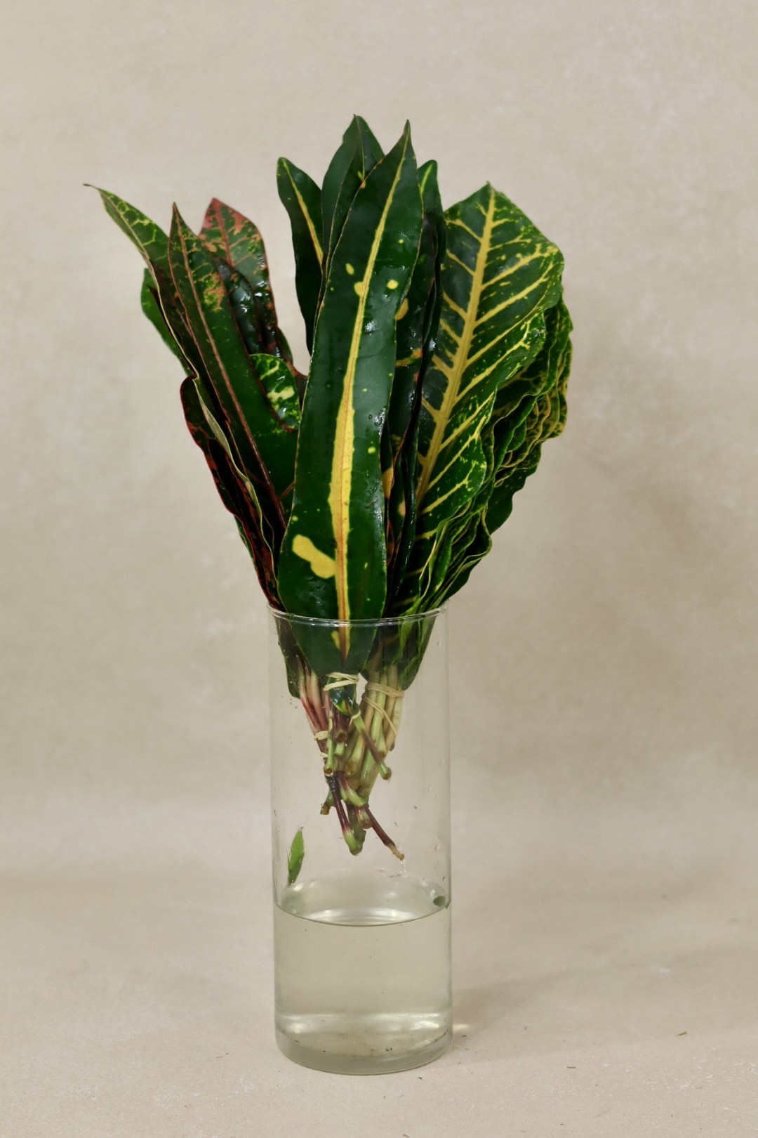 Croton