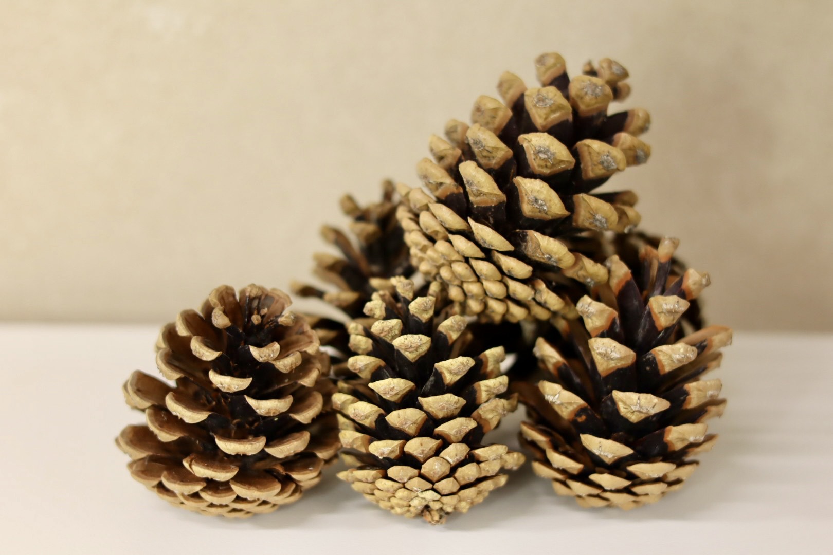 Select Cones 2" - 3"