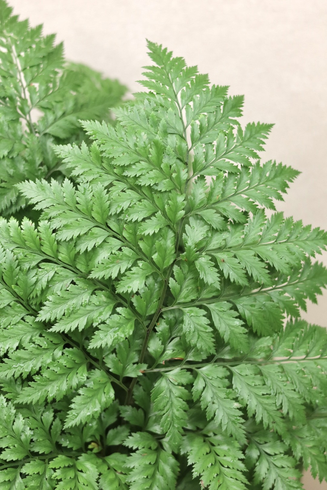 Foliage by the Bunch