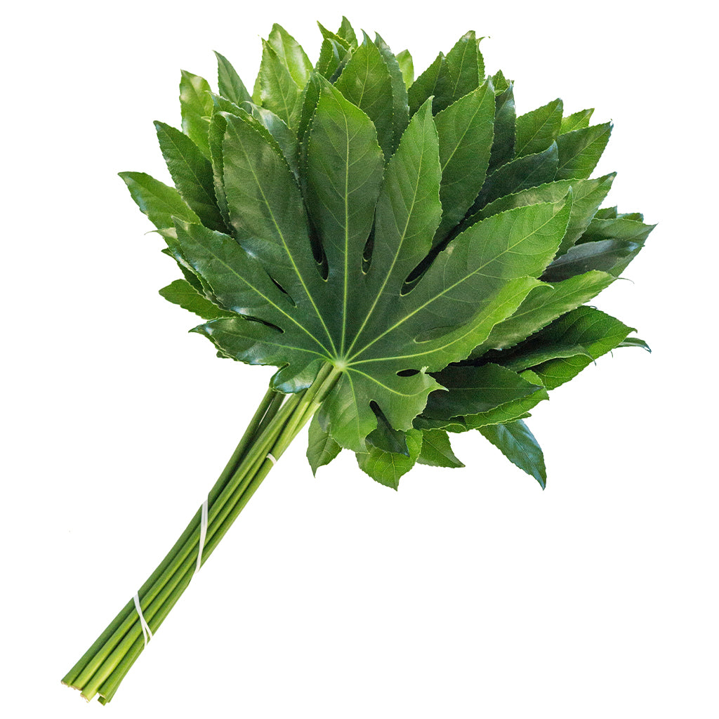Aralia Fatsia Bunches