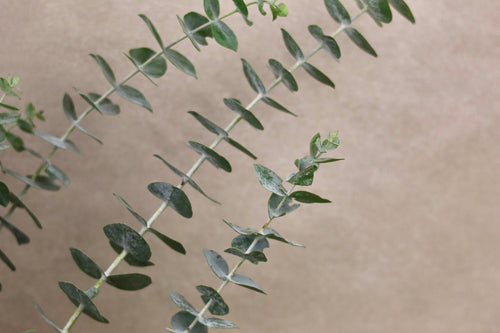 Baby Blue Eucalyptus