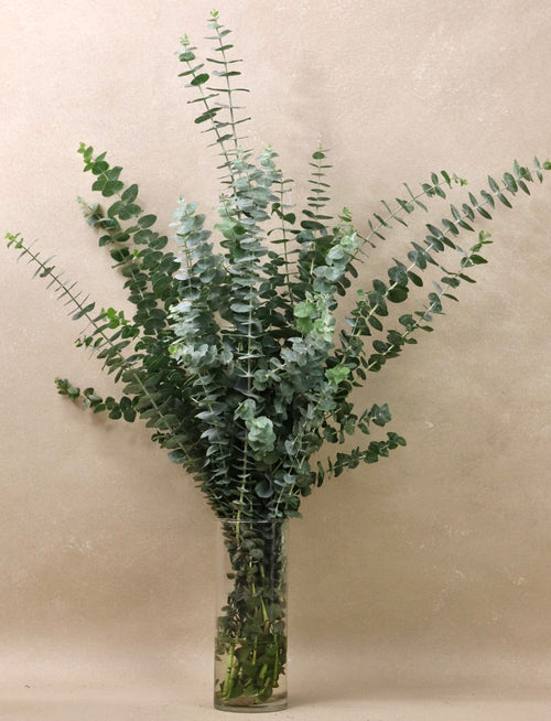 Baby Blue Eucalyptus