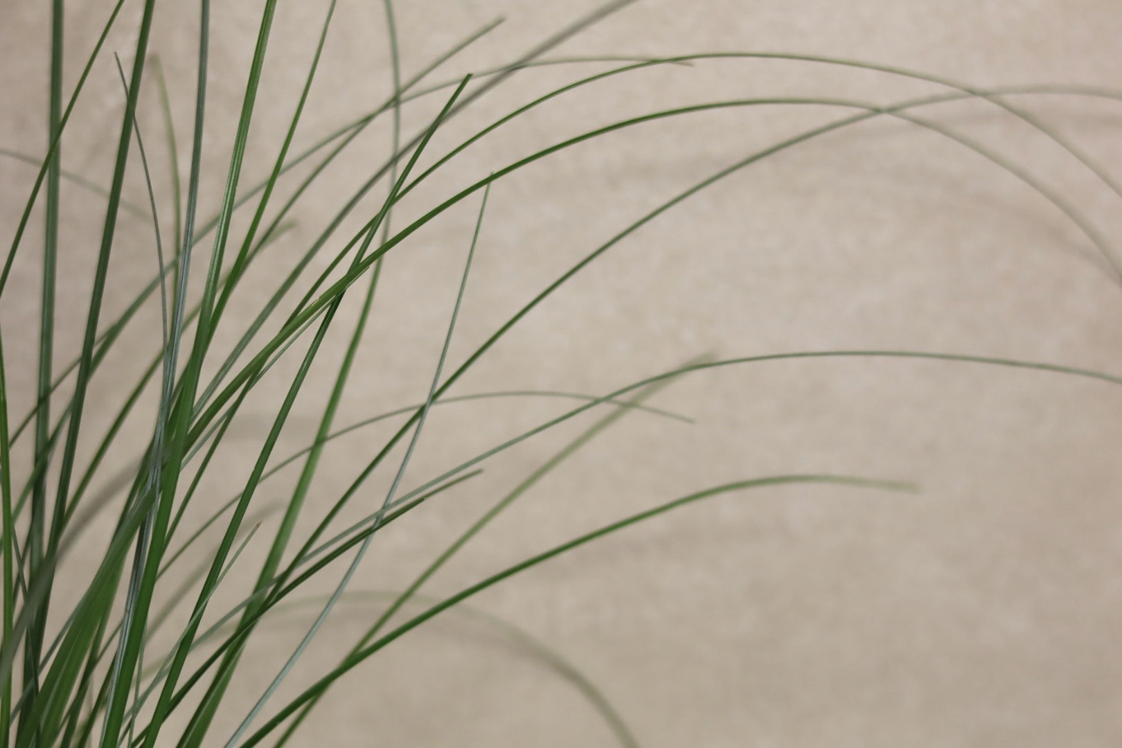 Bear Grass