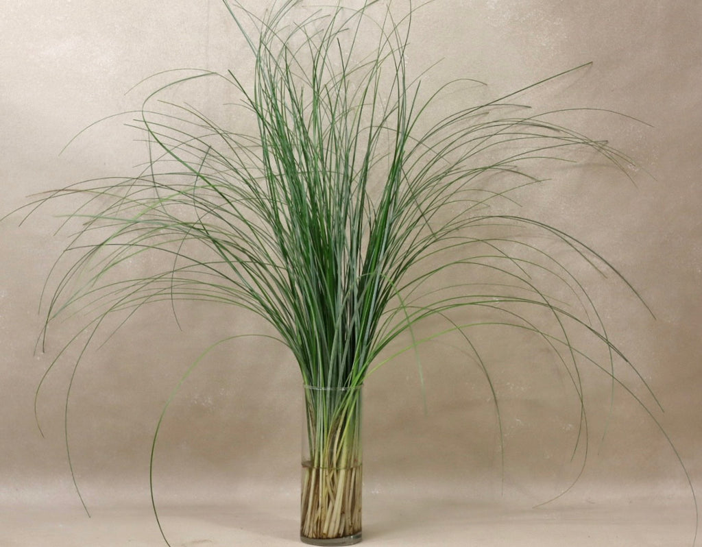 Bear Grass