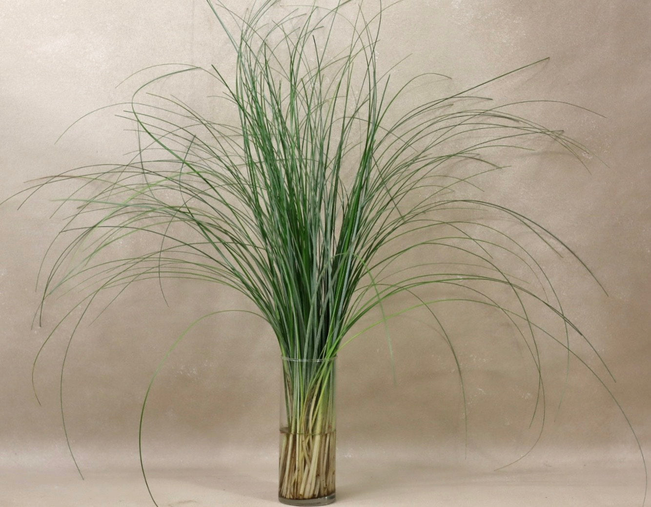 Bear Grass