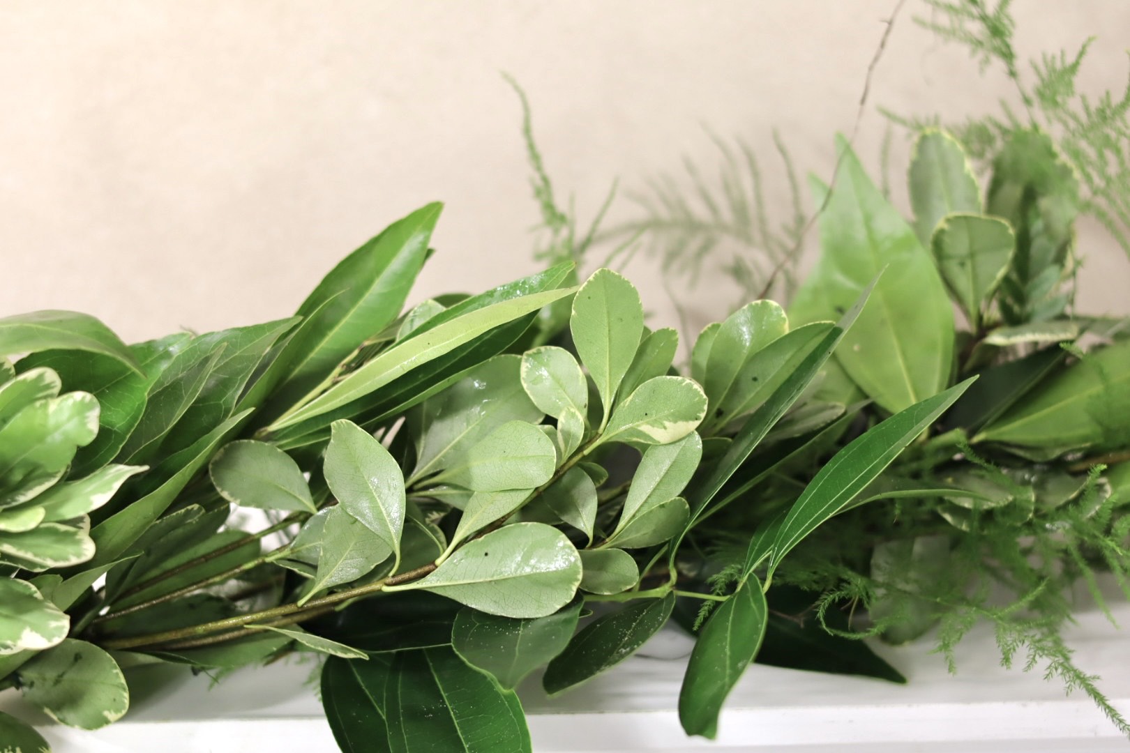 Cocculus Plumosus Variegated Pittosporum Garland