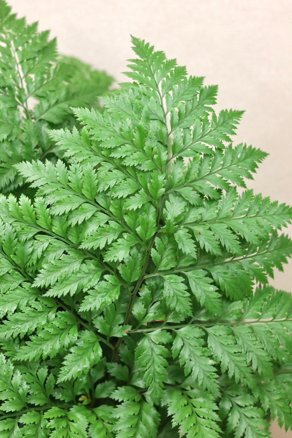 Fancy/Cleopatra Fern