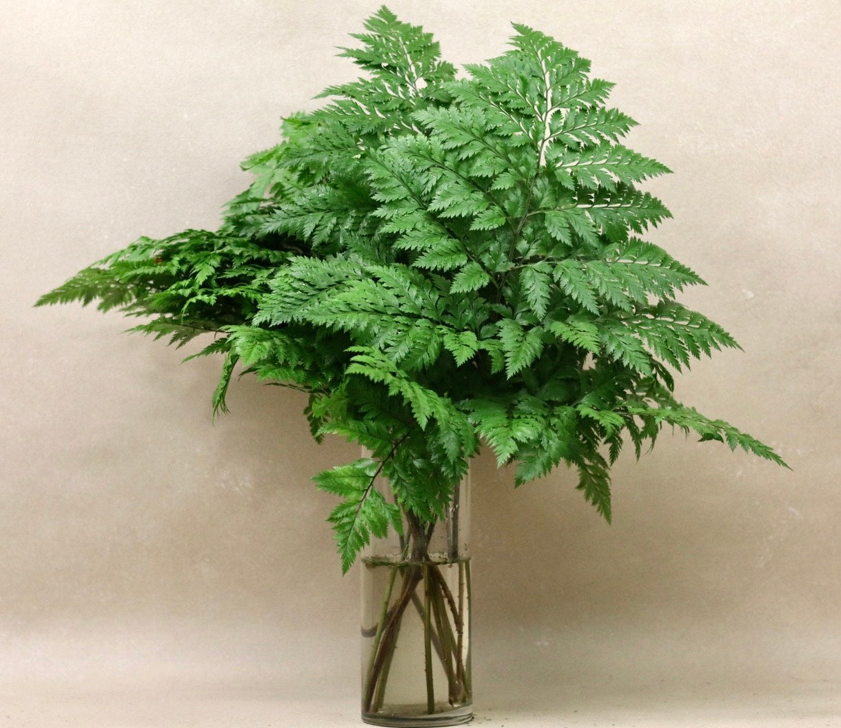 Fancy/Cleopatra Fern