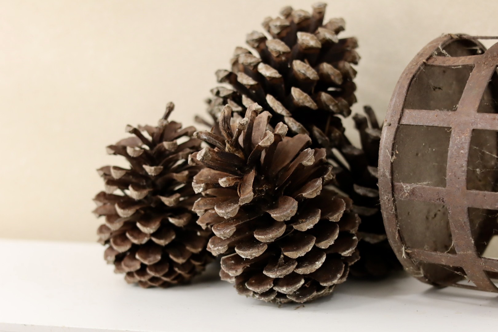 Florida Cones 5" - 6"