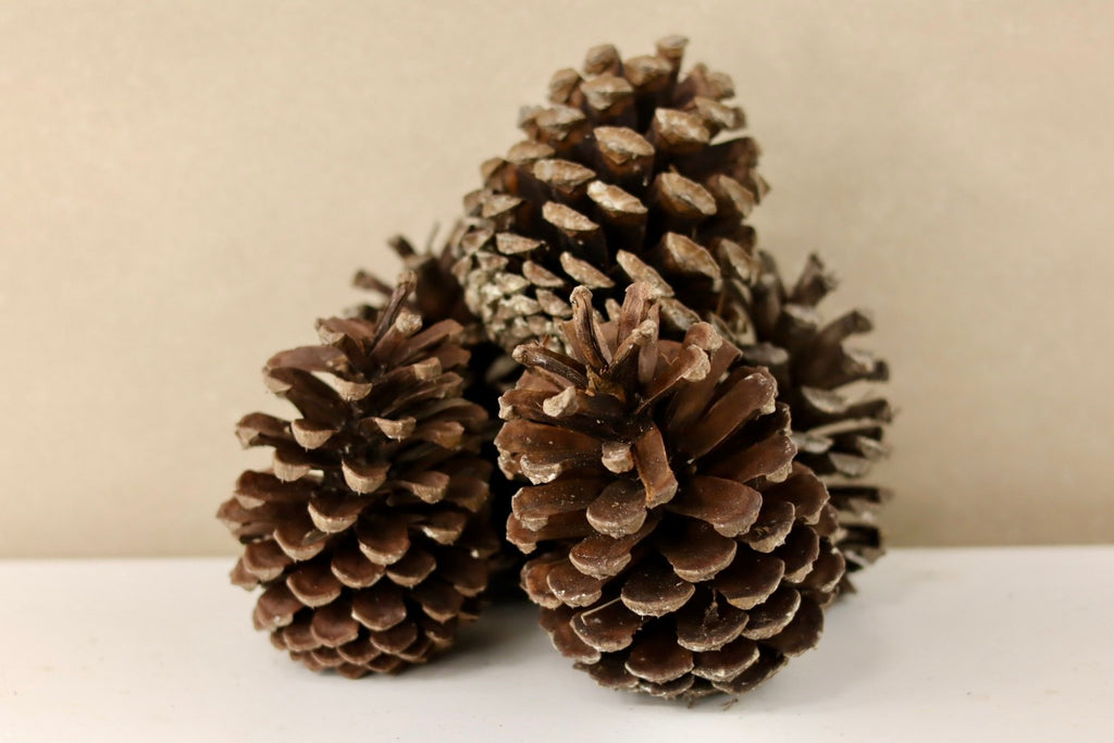 Florida Cones 5" - 6"