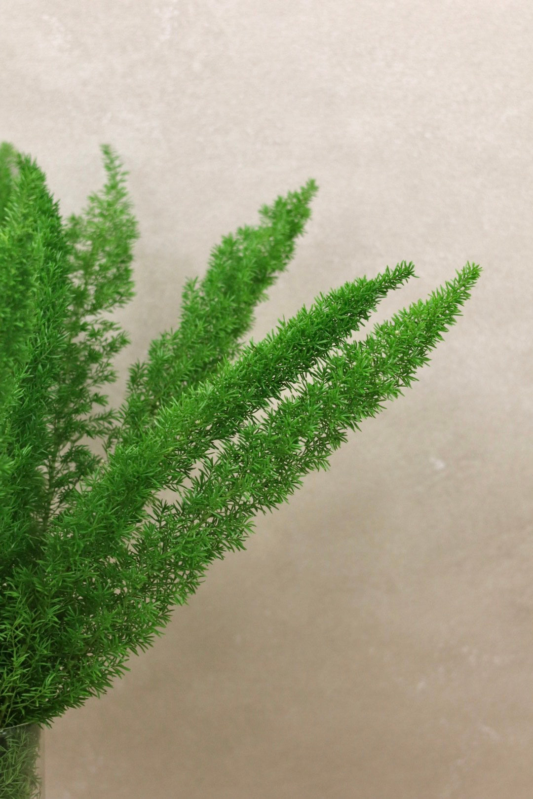 Foxtail