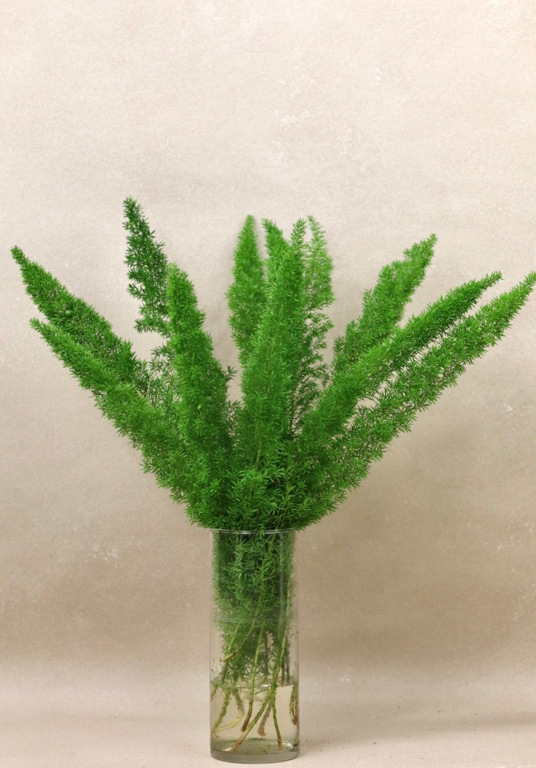 Foxtail