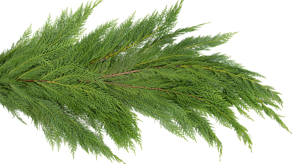 Leyland Cypress Garland