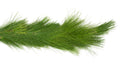 Long Needle Pine Garland