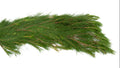Short Needle Pine Christmas Garland