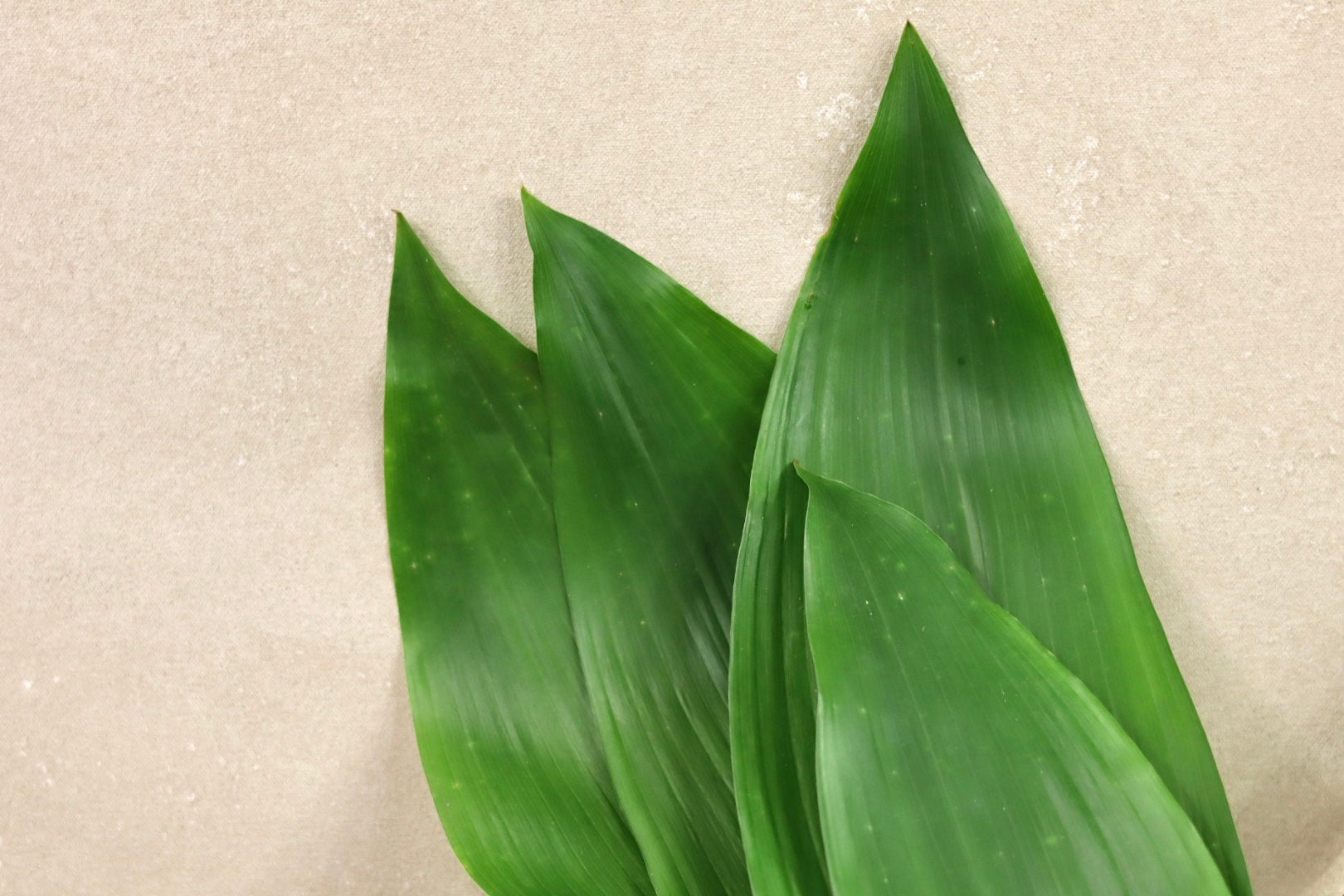 Green Aspidistra