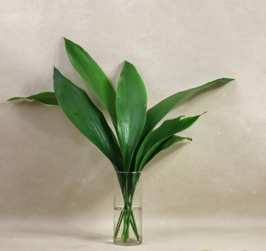 Green Aspidistra