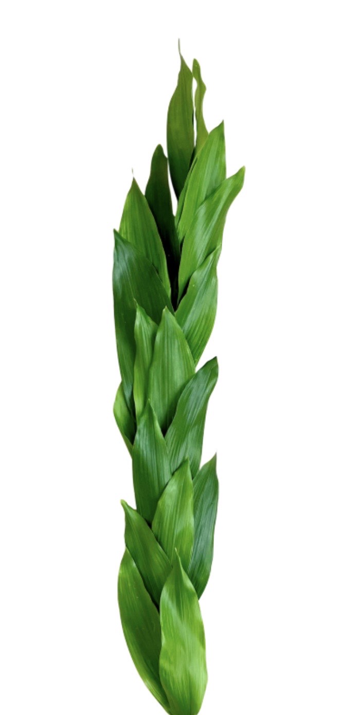 Green Aspidistra Garland