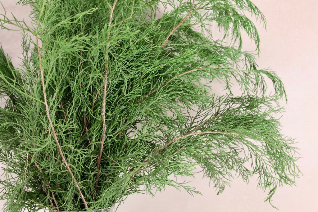 Green Cedar