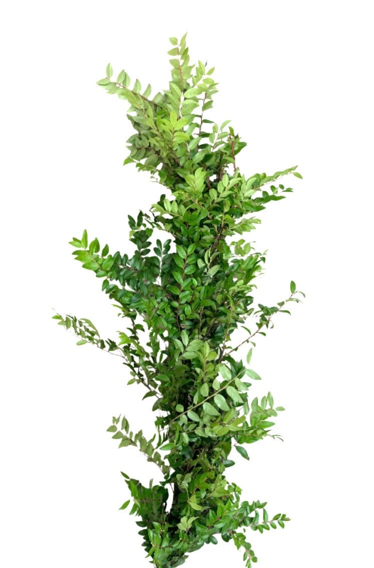 Green Huckleberry Garland