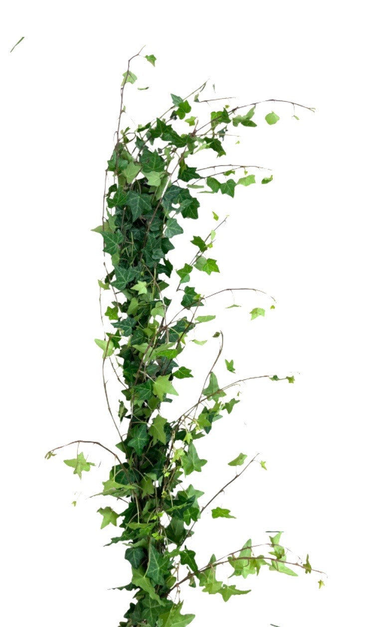 Green Ivy Garland