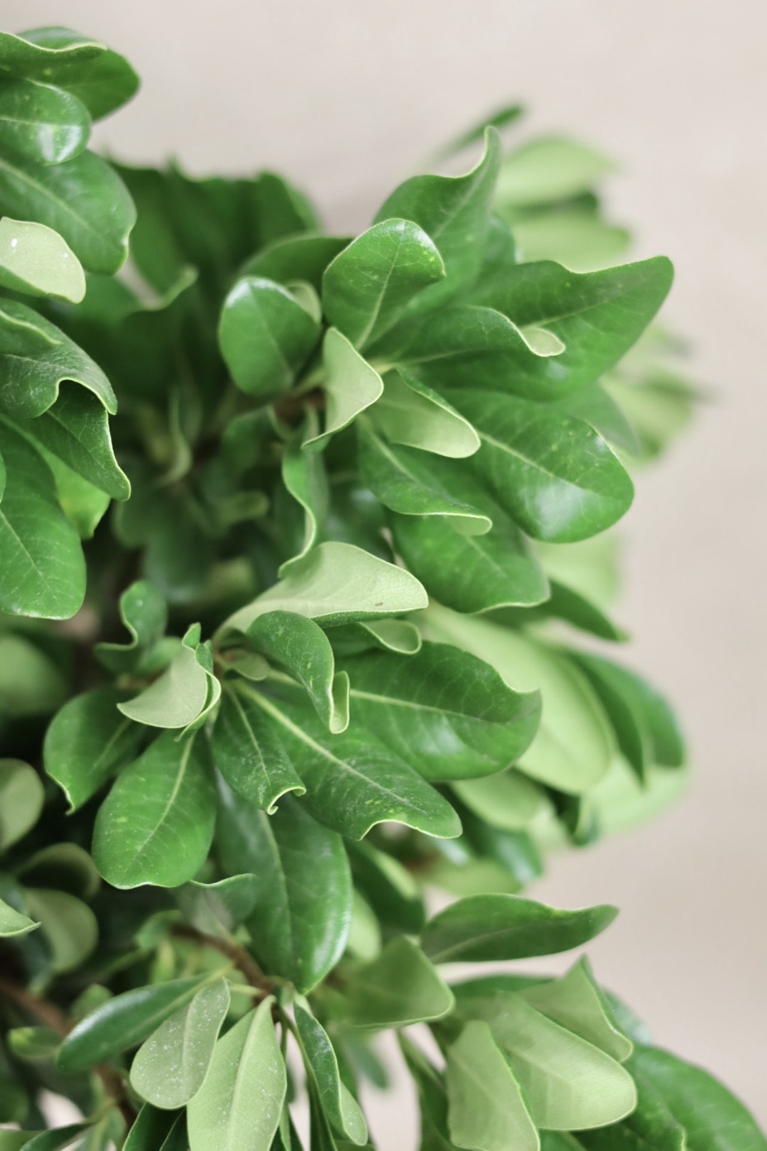 Green Pittosporum