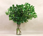 Green Pittosporum