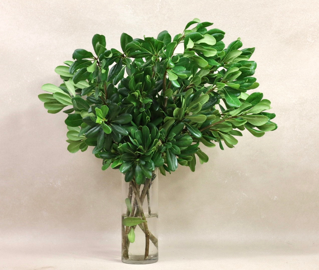 Green Pittosporum