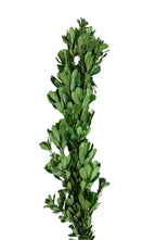 Green Pittosporum Garland