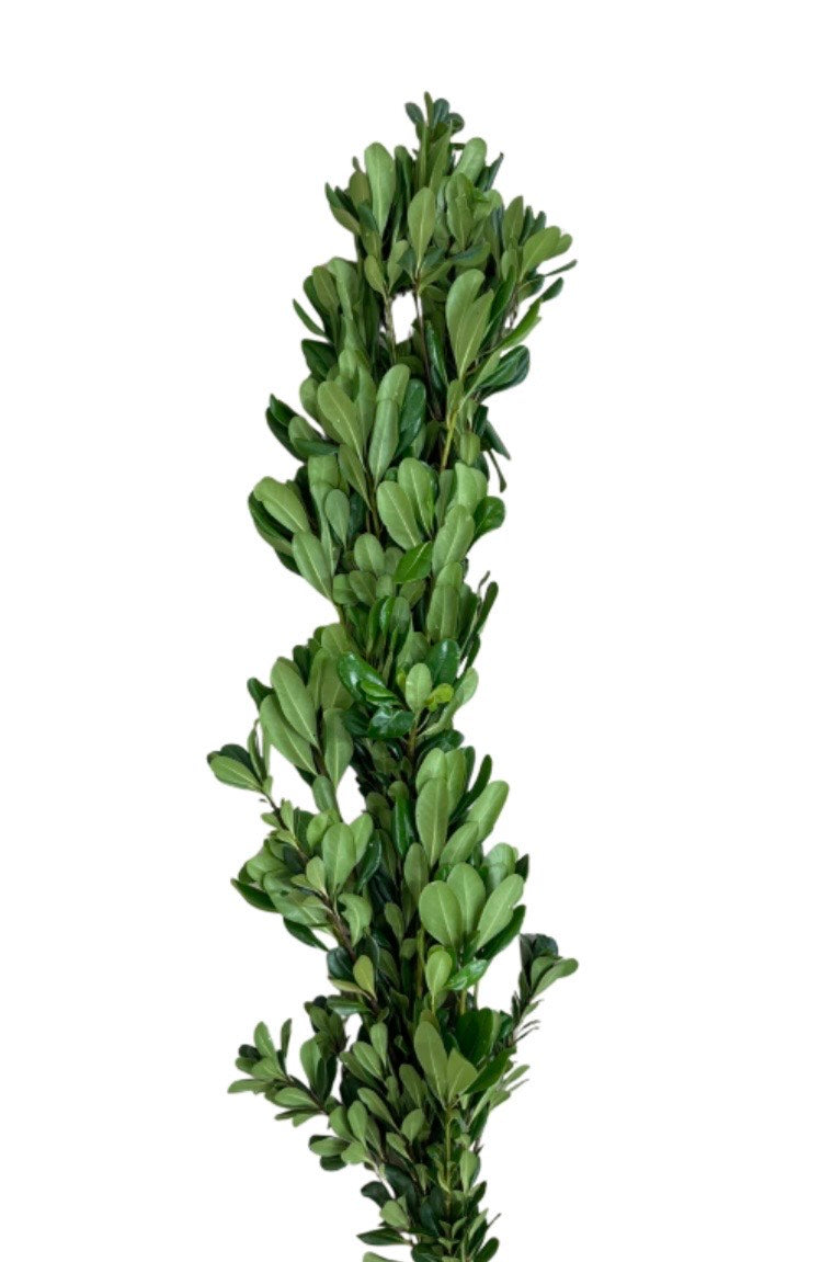 Green Pittosporum Garland