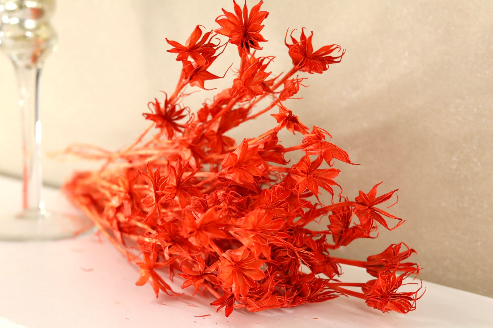 Dried Nigella Red