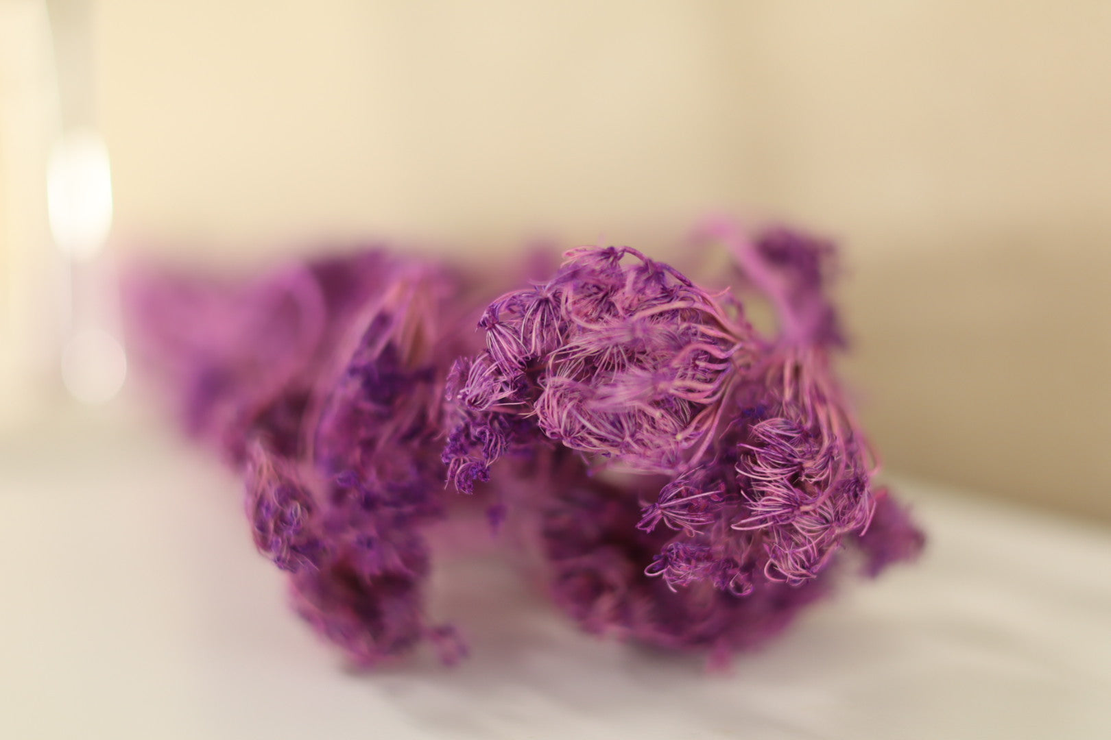 Dried Purple Fennel