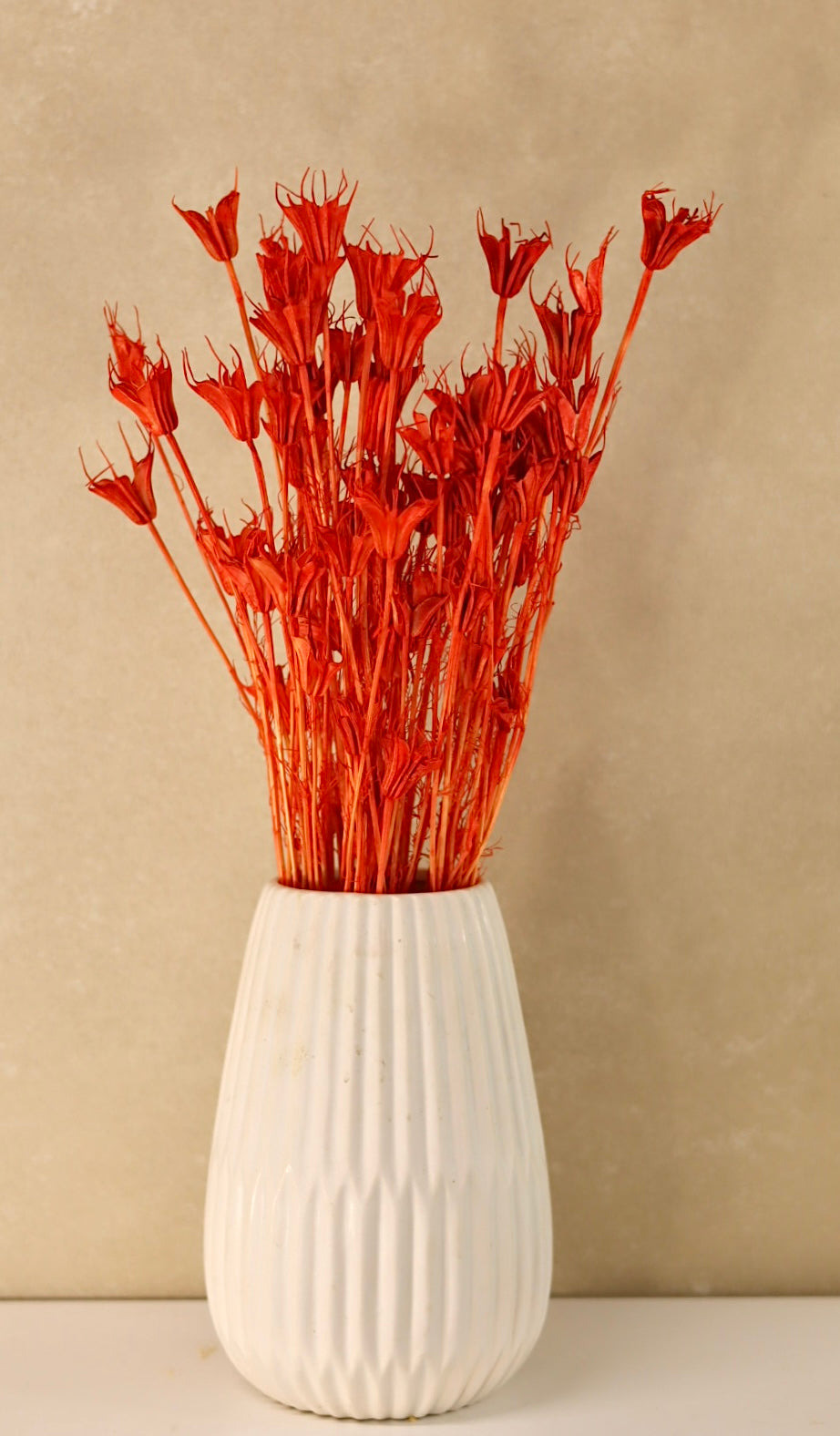 Dried Nigella Red