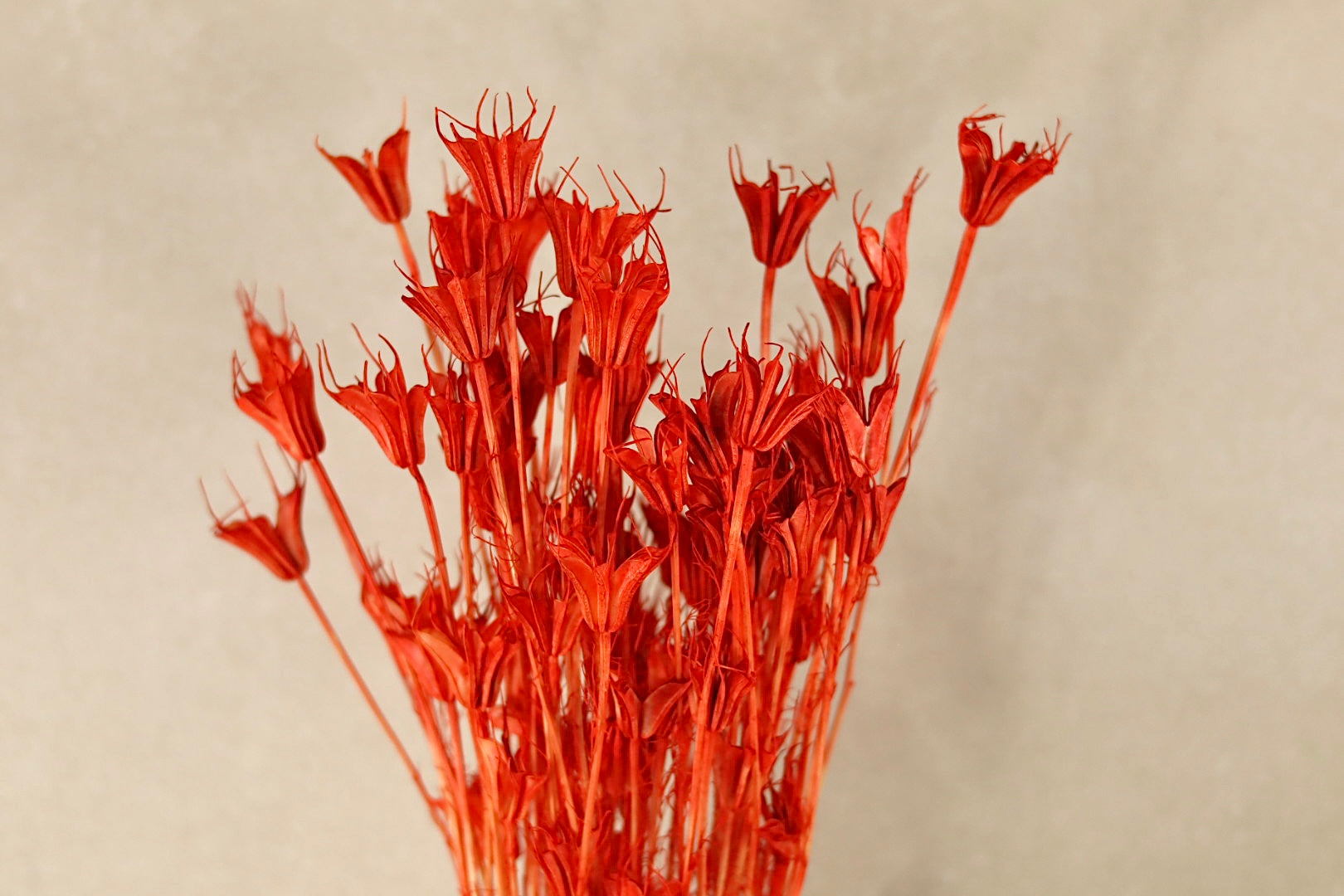 Dried Nigella Red