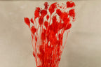 Dried Red Fennel