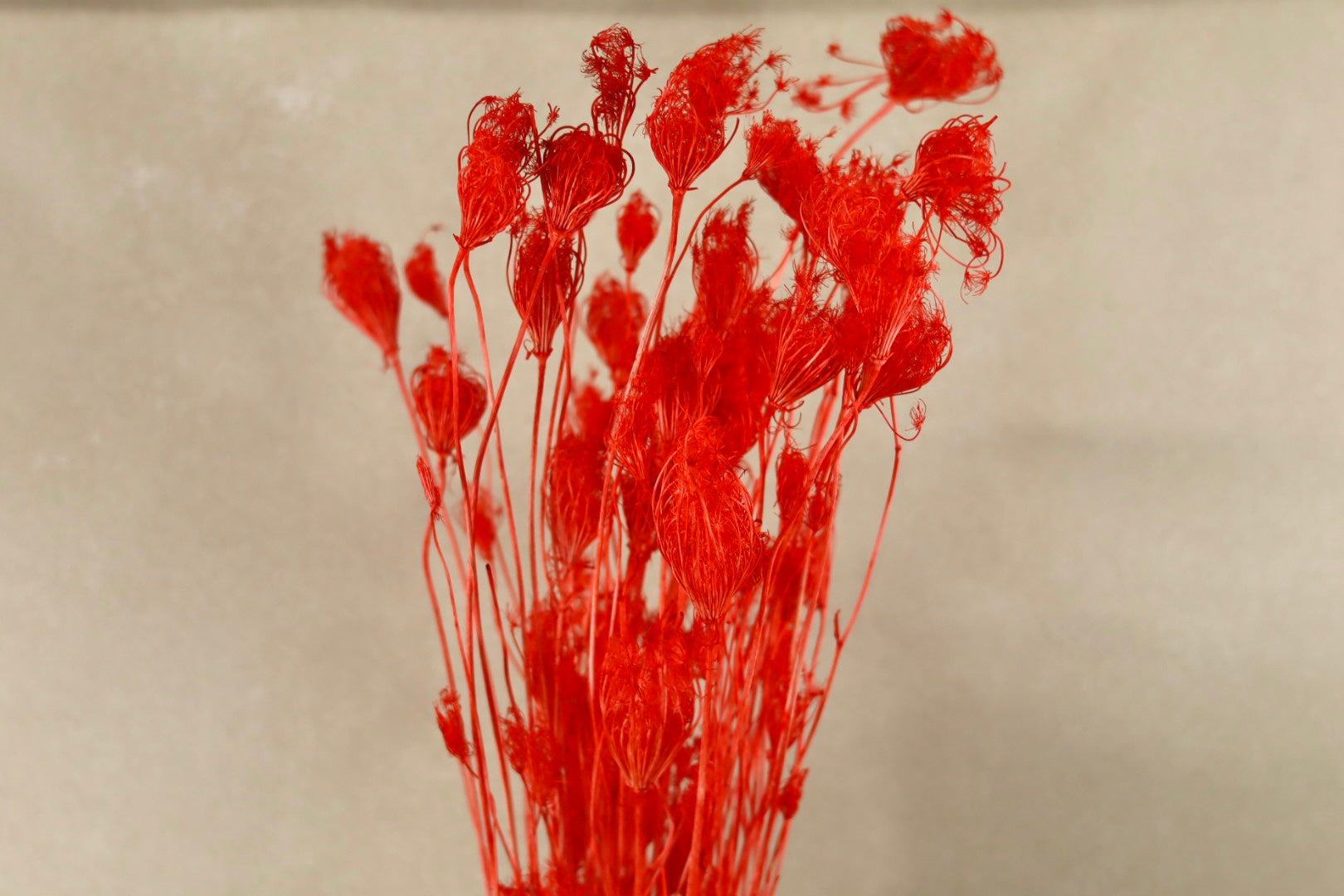 Dried Red Fennel