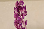 Dried Purple Fennel