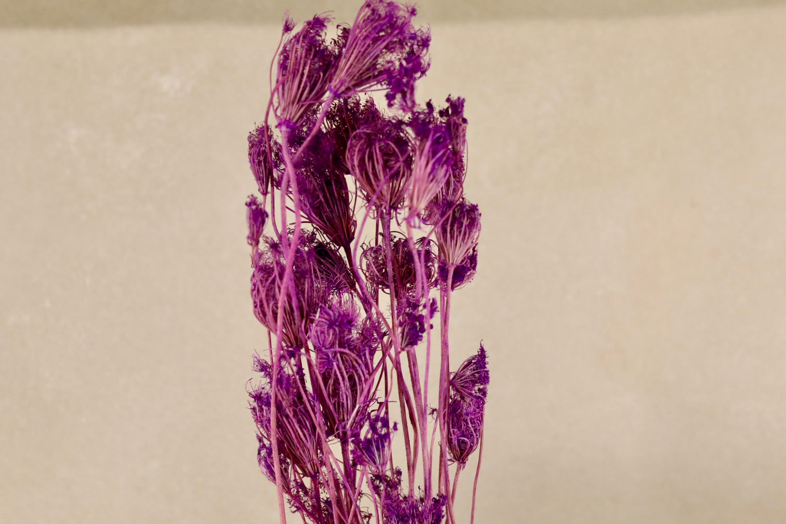 Dried Purple Fennel