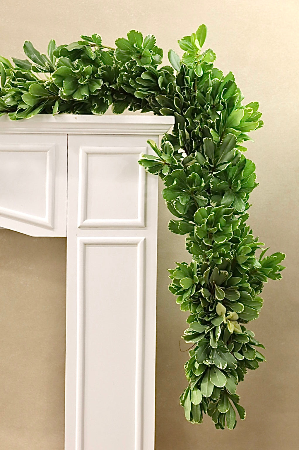 Variegated Pittosporum Garland