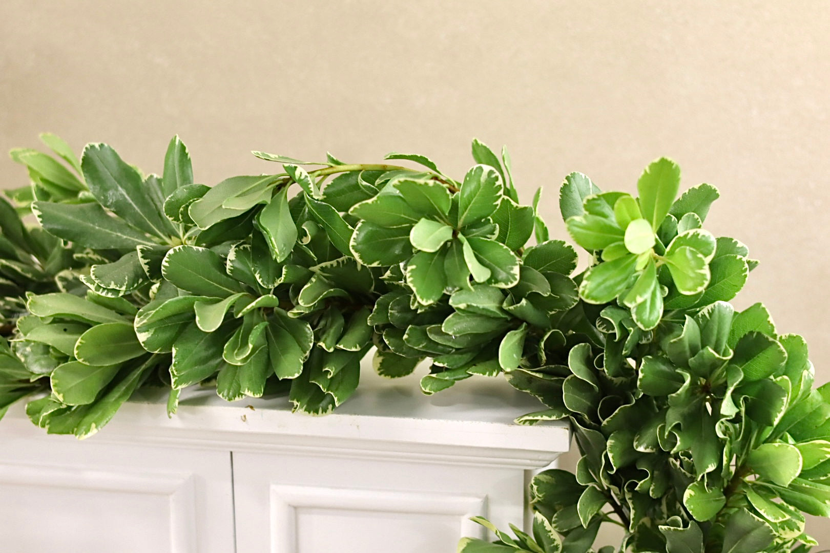 Variegated Pittosporum Garland