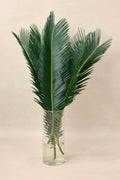Jr Sago Palm