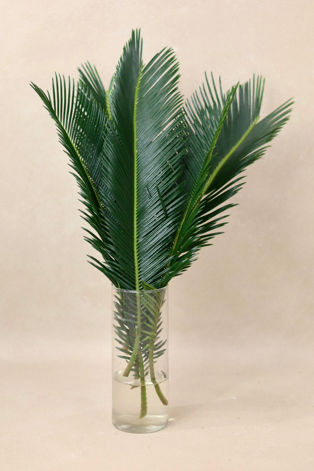 Jr Sago Palm