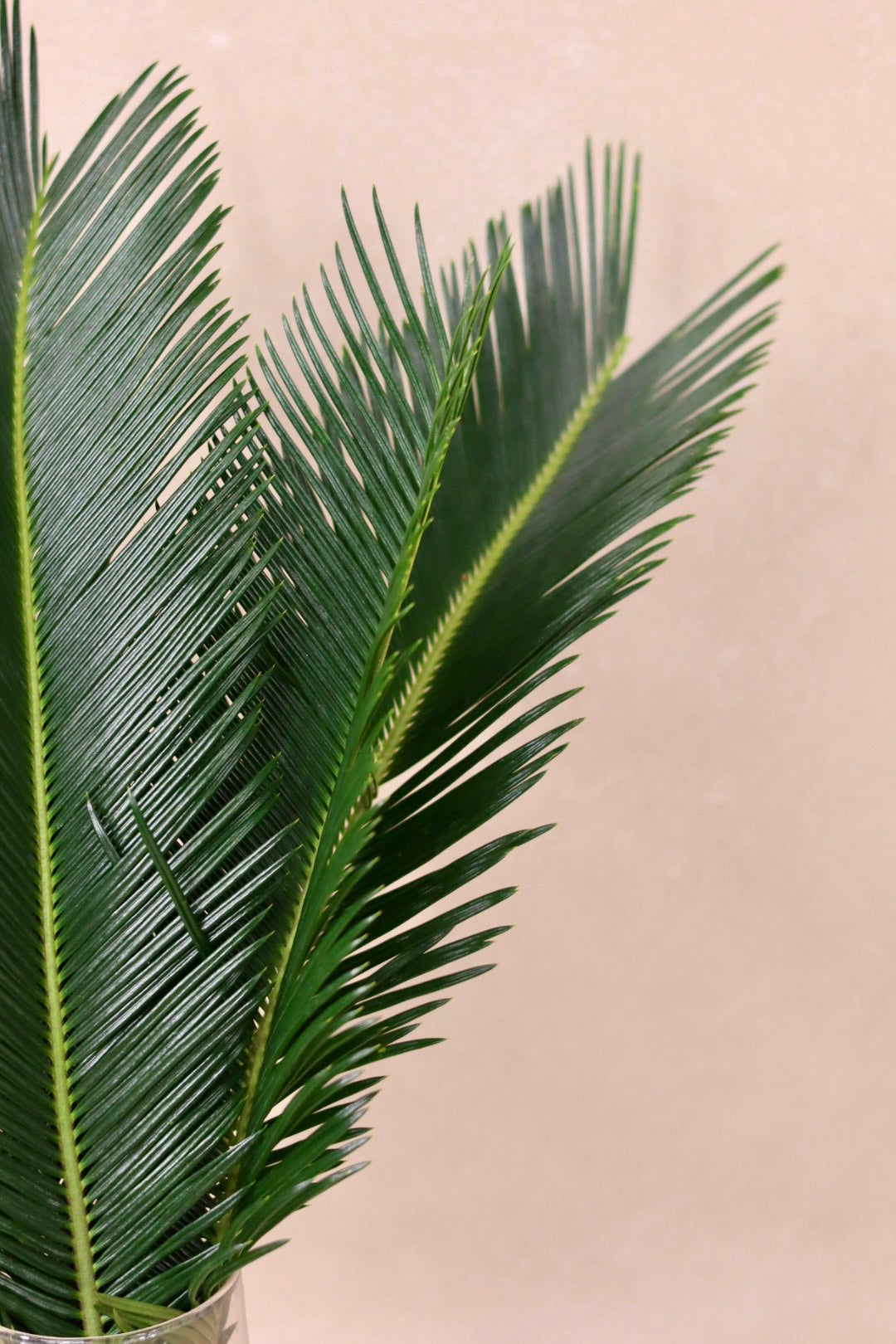 Jr Sago Palm