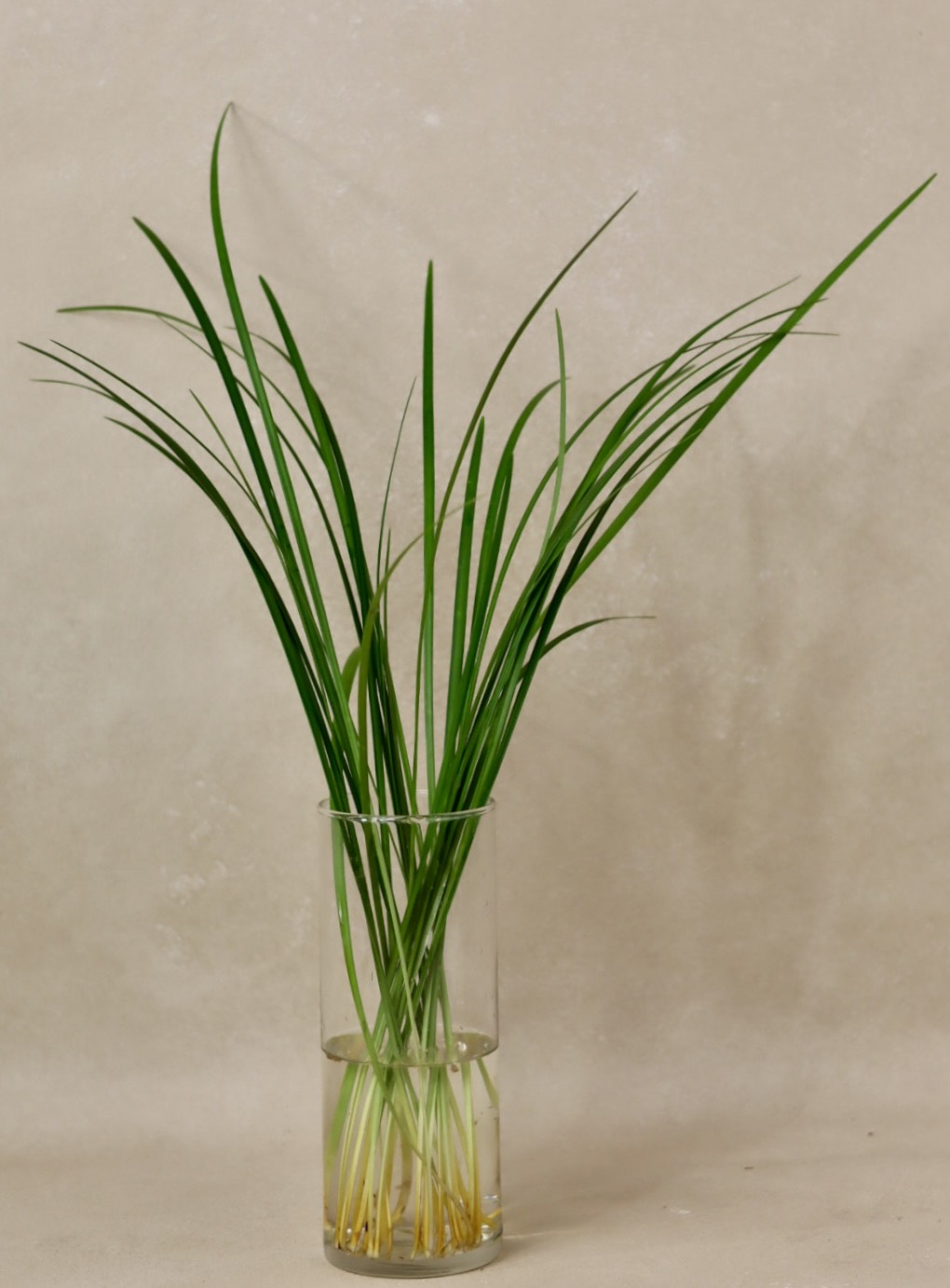 Green Lilly Grass