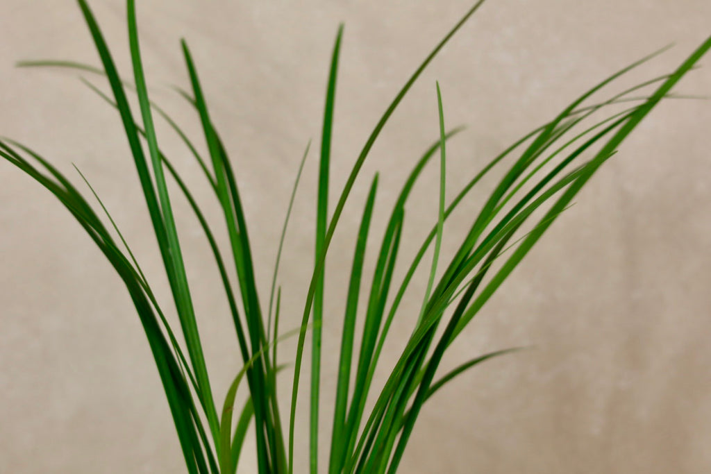 Green Lilly Grass