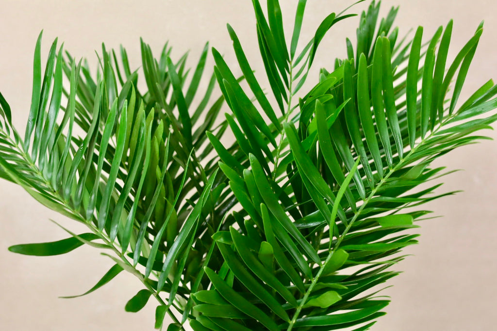 Coontie Fern