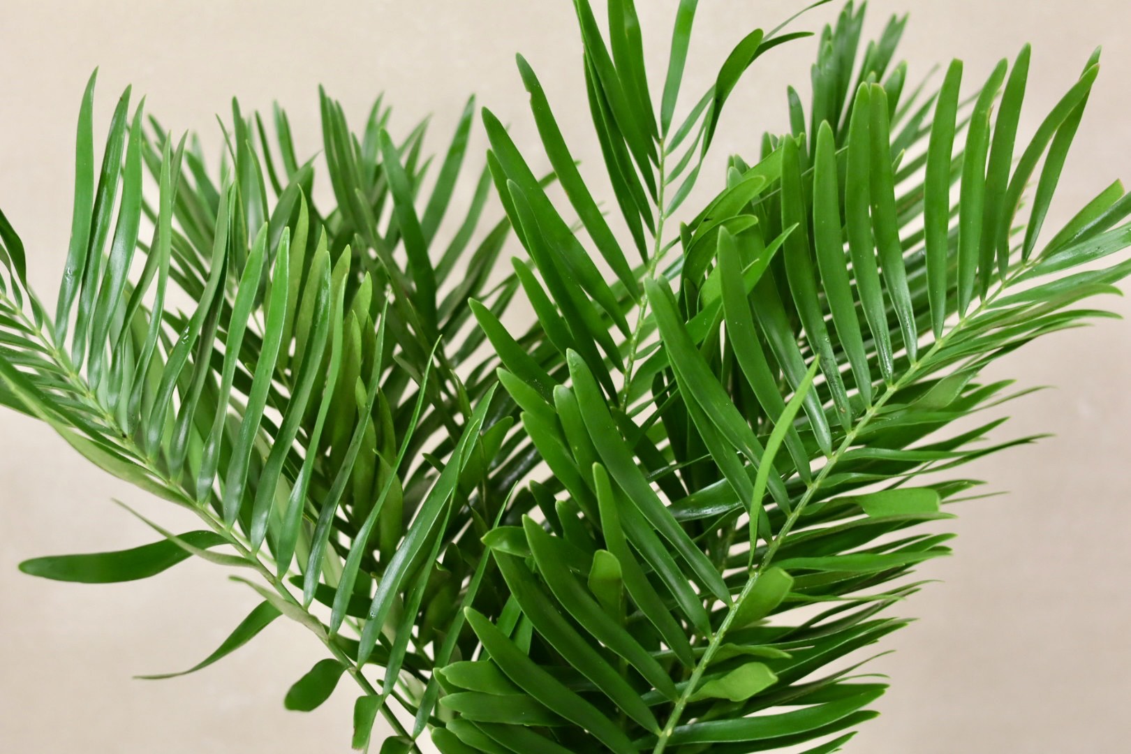 Coontie Fern
